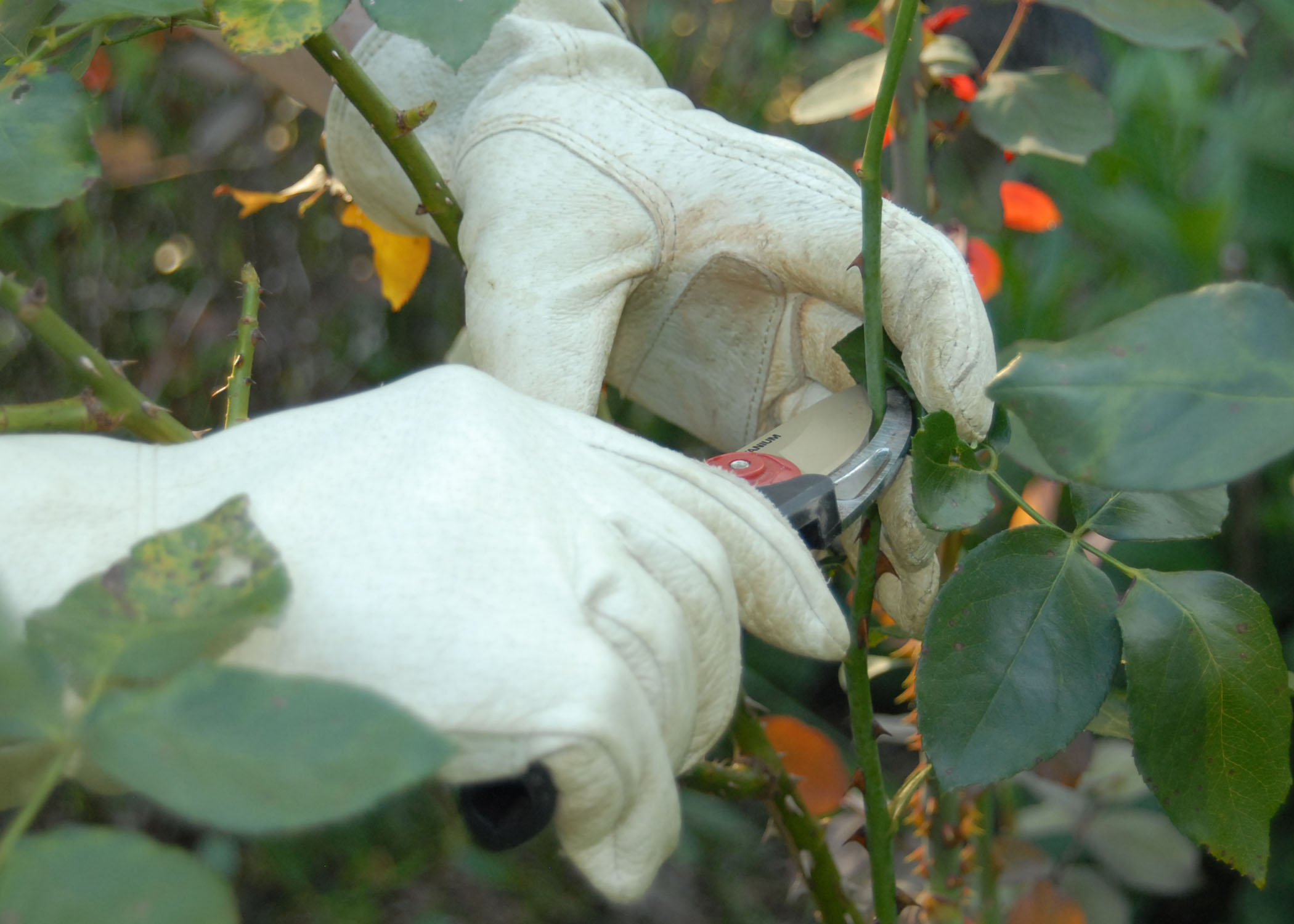 pruning roses.jpg thumbnail